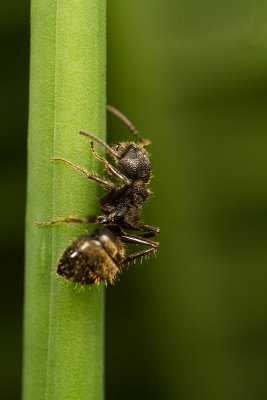 Dolichoderus bispinosus
