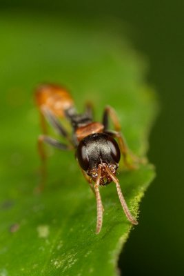 Pseudomyrmex gracilis.