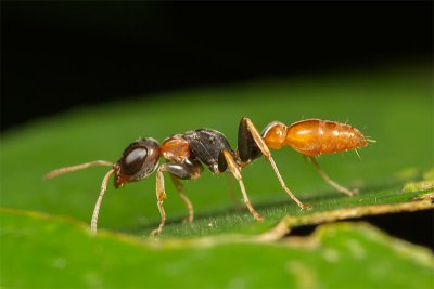 Pseudomyrmex gracilis.