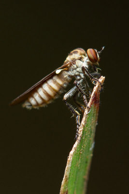Asilidae [Unidentified]Robber fly
