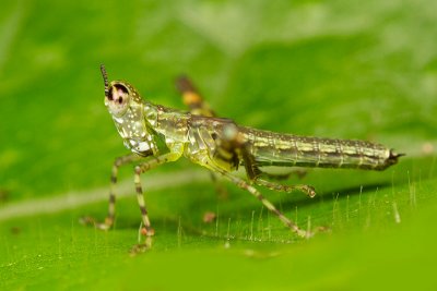 Orthoptera [Unidentified] Grasshopper