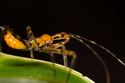 Reduviidae [Unidentified]</br>Assassin bug nymph