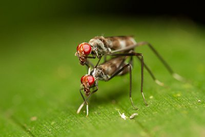 Micropezidae  Stilt-legged fly [Unidentified]