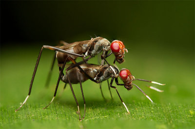 Micropezidae </br> Stilt-legged fly [Unidentified]
