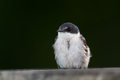 Tachycineta albilineaMangrove Swallow