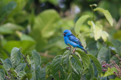 Dacnis cayanaBlue Dacnis