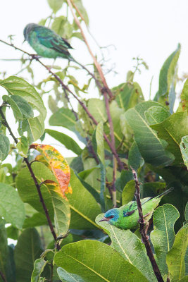 Dacnis cayanaBlue Dacnis