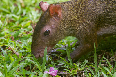 Rodentia (Rodents)