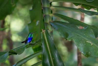 Damophila julieViolet-bellied Hummingbird