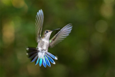 Amazilia amabilisBlue-chested Hummingbird