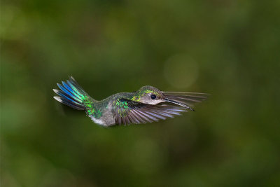 Amazilia amabilisBlue-chested Hummingbird