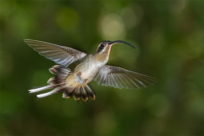 Trochilidae  (Hummingbirds)