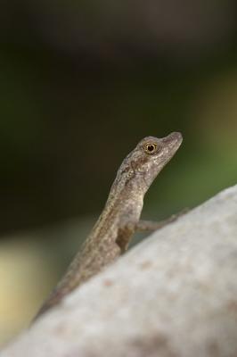 Unidentified Anole