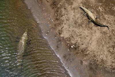 Crocodylus acutusAmerican Crocodile