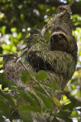 Bradypus variegatus Three-toed Sloth