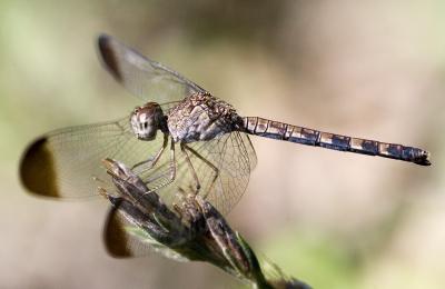 Uracis imbuta [Female]