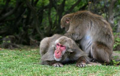 <i>Macaca fuscata</i><br>Japanese Macaque