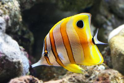 Copperband Butterfly Fish - Chelmon rostratus