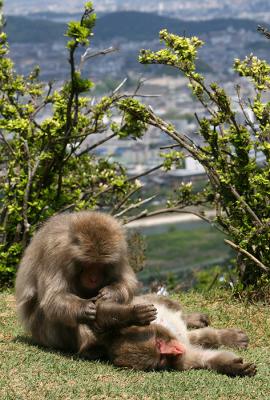 Macaca fuscataJapanese Macaque