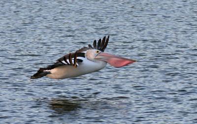 Pelecanus conspicillatus Australian Pelican