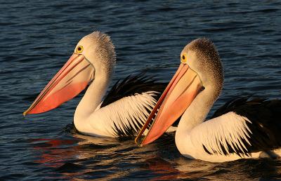 Pelecanus conspicillatus Australian Pelican