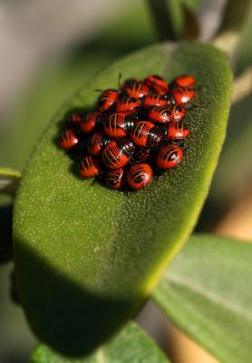 Tectocoris diophthalmus Cotton Harlequin Bug [nymphs]