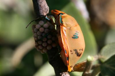 Tectocoris diophthalmus Cotton Harlequin Bug [female]