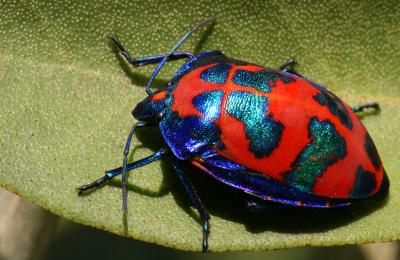 <i>Tectocoris diophthalmus</i> </br>Cotton Harlequin Bug [male]
