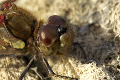 Sympetrum striolatumCommon Darter [male]