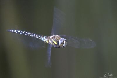 Aeshna mixta Migrant Hawker