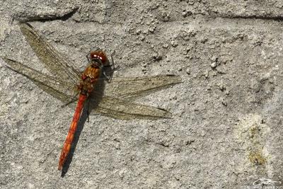 Sympetrum striolatumCommon Darter [male]