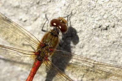 Sympetrum striolatumCommon Darter [male]