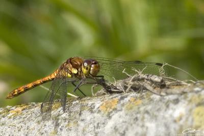 Sympetrum striolatumCommon Darter [male]