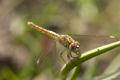 Brachythemis contaminata