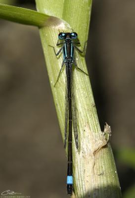 Ischnura elegansBlue-tailed Damselfly [male]