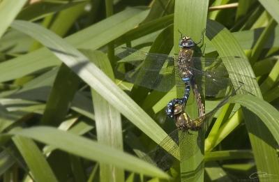 Aeshna mixta Migrant Hawker