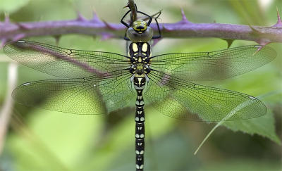Anisoptera (Dragonflies)