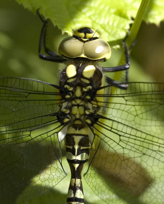 Aeshna cyaneaSouthern Hawker