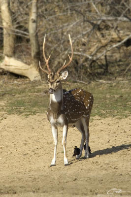 <i>Axis axis</i></br>Chital [male]