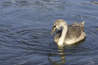 Cygnus olorMute Swan [juvenile]