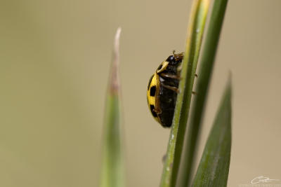 Psyllobora vigintiduopunctata22-spot Ladybird