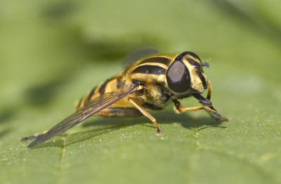 Helophilus pendulus Hoverfly
