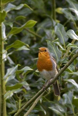g4/44/660044/3/61465457.robin.jpg