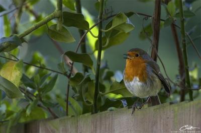 g4/44/660044/3/61465458.robin1.jpg