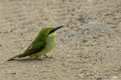 Merops orientalisGreen Bee-eater