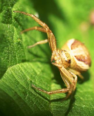 g4/44/660044/3/61472523.20050512224302_spider1.jpg