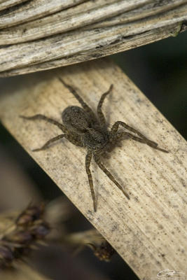 g4/44/660044/3/61472527.spider.jpg