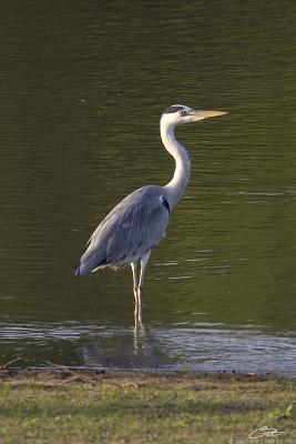 <i>Ardea cinerea</i> </br>Grey Heron