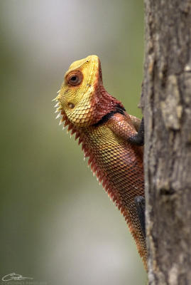 Calotes versicolor