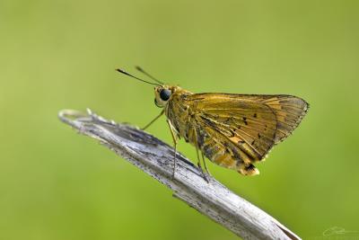 <i>Telicota colon</i> </br> Pale Palm Dart